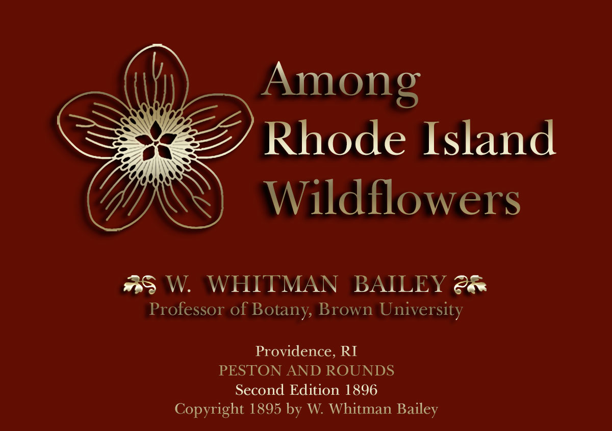 Among Rhode Island Wildflowers by William Whitman Bailey