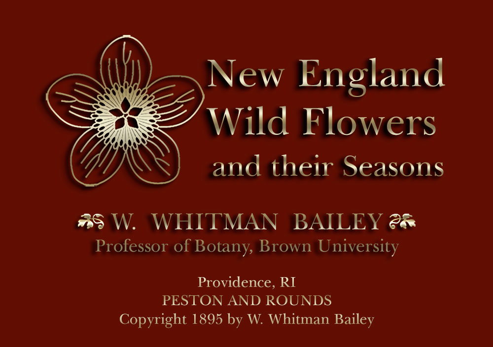 New England Wild Flowers