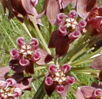 Blunt-leaved Milkweed