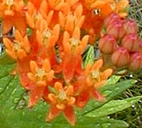Butterfly Weed
