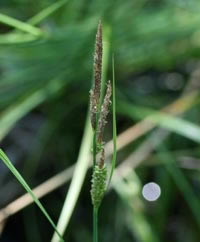 Water Sedge