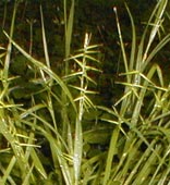 Collins’ Sedge