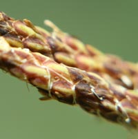 Variable Sedge staminate spike