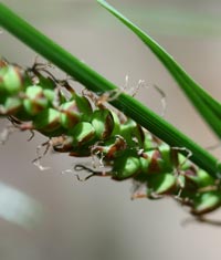 Variable Sedge pistillate spike