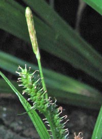 Rough Sedge
