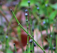 Variegated Horsetail