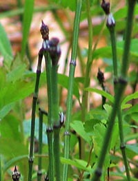 Variegated Horsetail