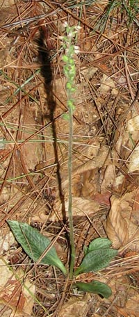 Checkered Rattlesnake-plantain