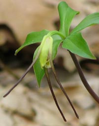 Large Whorled Pogonia