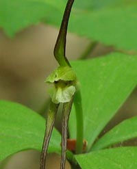 Large Whorled Pogonia