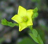 Yellow Flax