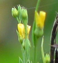 Yellow Flax