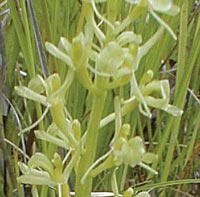 Yellow or Bog Orchid