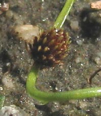 Smallflower Halfchaff Sedge