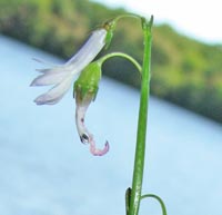 Water Gladiole