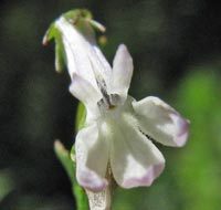 Water Gladiole