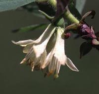 Mountain Fly Honeysuckle