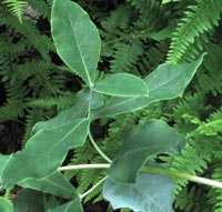 Mountain Honeysuckle