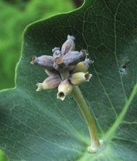 Mountain Honeysuckle seed head