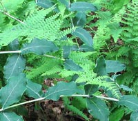 Mountain Honeysuckle vine