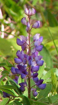 Wild Lupine