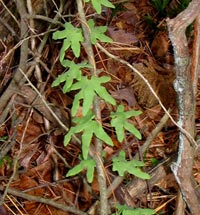 Climbing Fern