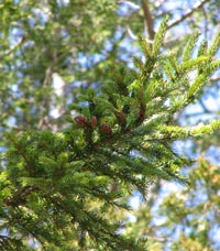 Black Spruce