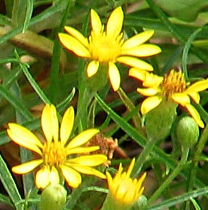 Sickle-leaved Golden Aster
