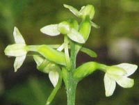 Small Green Woodland Orchid