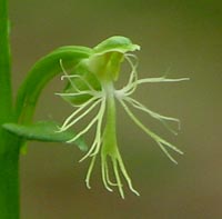 Ragged-Fringed Orchid
