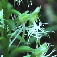 Ragged-Fringed Orchid