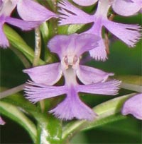 Small Purple-Fringed Orchid