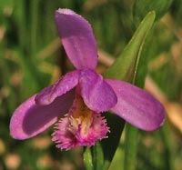 Rose Pogonia Orchid