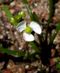 Grass-leaved Arrowhead