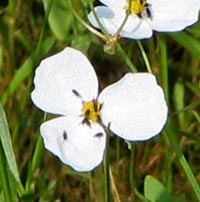 Grass-leaved Arrowhead