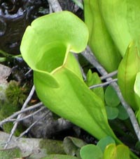Pitcher Plant