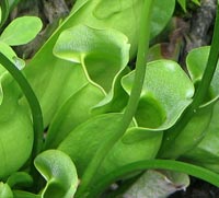 Pitcher Plant