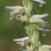 Spring Ladies’-tresses