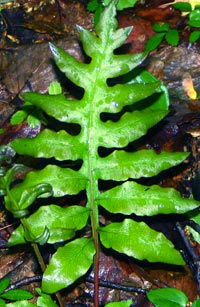Netted Chain Fern