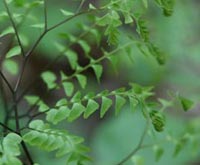 Maidenhair fern close up