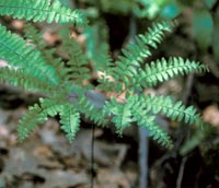 Maidenhair Fern