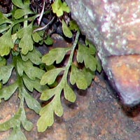 Mountain Spleenwort