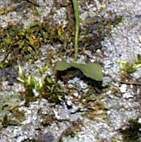 Walking Fern with plantlet
