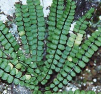 Maidenhair Spleenwort