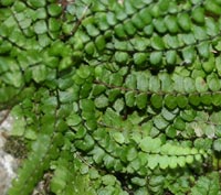 Maidenhair Spleenwort growing spreading along ledge