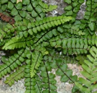 Maidenhair Spleenwort growing in crevice