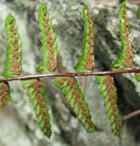 Ebony Spleenwort spore cases