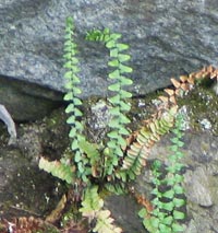 Ebony Spleenwort