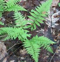 Lady Fern