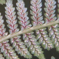 Lady Fern spore cases